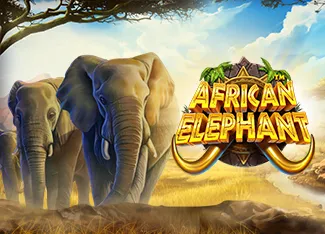 African Elephant - CAMPSLOT138